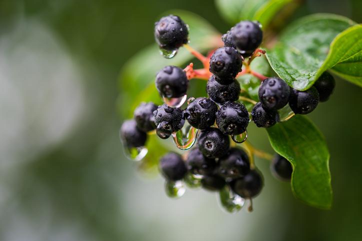 Chokeberries