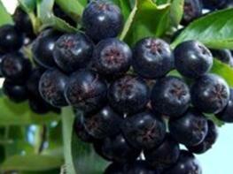 Aronia