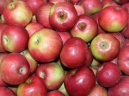 bordowe jabłka